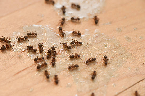 Best Mosquito Control Services  in Washington Court House, OH